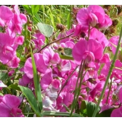 nasiona Lędźwian szerokolistny mix swikx212