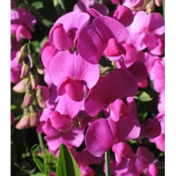 nasiona Lędźwian szerokolistny mix swikx212