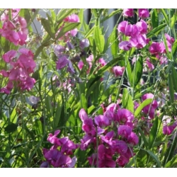 nasiona Lędźwian szerokolistny mix swikx212