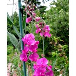 nasiona Lędźwian szerokolistny mix swikx212