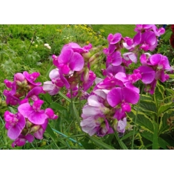 nasiona Lędźwian szerokolistny mix swikx212