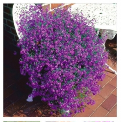 nasiona Lobelia zwisła karminowoczerwona swikx188