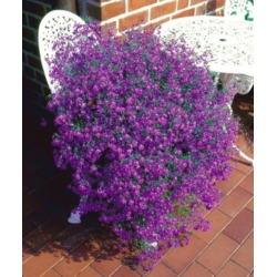 nasiona Lobelia zwisła karminowoczerwona swikx188