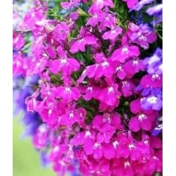 nasiona Lobelia zwisła karminowoczerwona swikx188