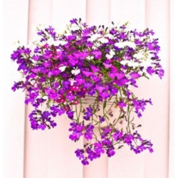 nasiona Lobelia zwisła karminowoczerwona swikx188