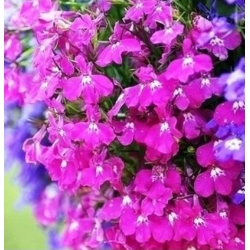 nasiona Lobelia zwisła karminowoczerwona swikx188