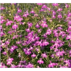 nasiona Lobelia zwisła karminowoczerwona swikx188