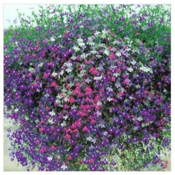 nasiona Lobelia zwisła stroiczka swikx117