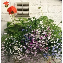 nasiona Lobelia zwisła stroiczka swikx117