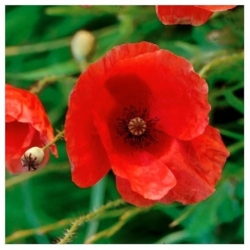 nasiona Mak polny czerwony swikx113