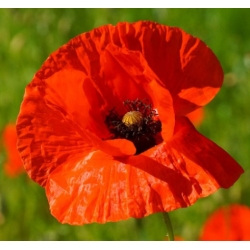 nasiona Mak polny czerwony swikx113