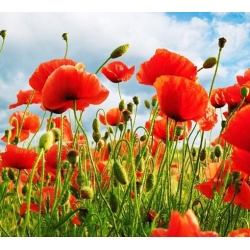 nasiona Mak polny czerwony swikx113