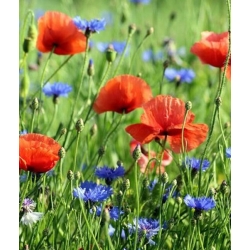 nasiona Mak polny czerwony swikx113