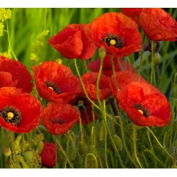 nasiona Mak polny czerwony swikx113
