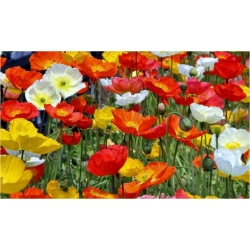 nasiona Mak syberyjski swikx189