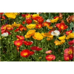 nasiona Mak syberyjski swikx189