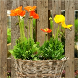 nasiona Mak syberyjski swikx189