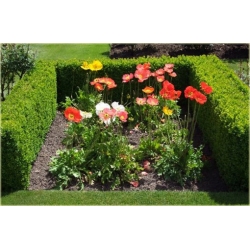 nasiona Mak syberyjski swikx189