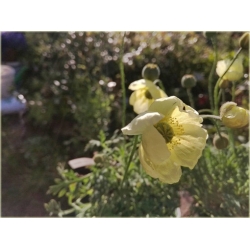 nasiona Mak syberyjski swikx189