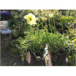 nasiona Mak syberyjski swikx189