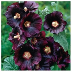 nasiona Malwa czarna swikx146