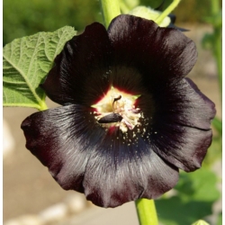 nasiona Malwa czarna swikx146