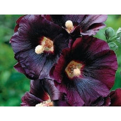 nasiona Malwa czarna swikx146