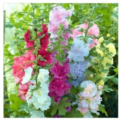 nasiona Malwa Summer Carnival swikx145