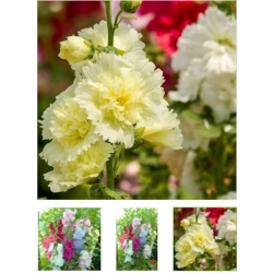 nasiona Malwa Summer Carnival swikx145