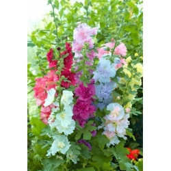 nasiona Malwa Summer Carnival swikx145