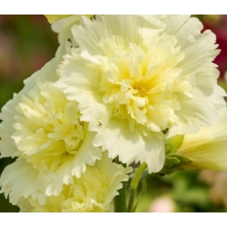 nasiona Malwa Summer Carnival swikx145