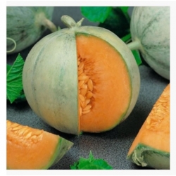 nasiona owoców Melon Charentaise - cukrowy