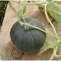 nasiona owoców Melon Charentaise - cukrowy