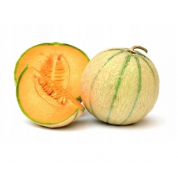 nasiona owoców Melon Charentaise - cukrowy