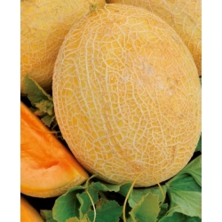 nasiona owoców Melon Junior