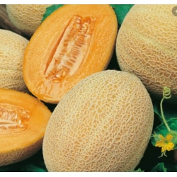 nasiona owoców Melon Junior