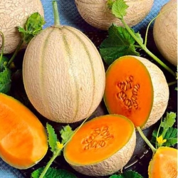 nasiona owoców Melon Malaga F1