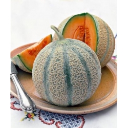 nasiona owoców Melon Malaga F1