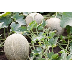 nasiona owoców Melon Malaga F1