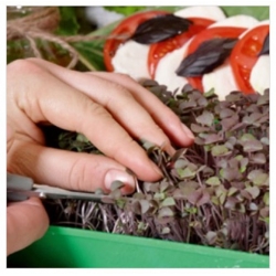 nasiona Microgreens Bazylia Dark Opal młode listki swikx17