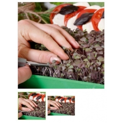 nasiona Microgreens Bazylia Dark Opal młode listki swikx17