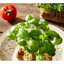 Microgreens Bazylia zielona młode listki swikx47