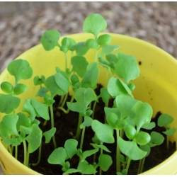 nasiona Microgreens Bazylia zielona młode listki swikx48