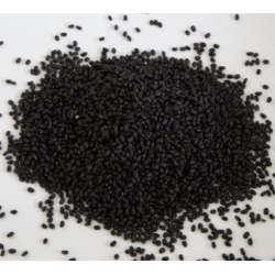 Microgreens Bazylia zielona młode listki swikx47