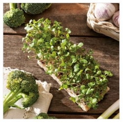 nasiona Microgreens Brokuł młode listki swikx28