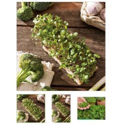 nasiona Microgreens Brokuł młode listki swikx28