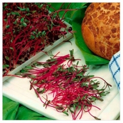 nasiona Microgreens Burak ćwikłowy młode listki swikx32