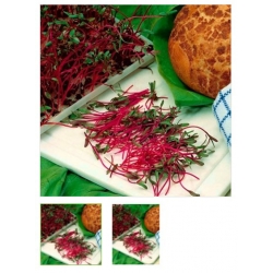 nasiona Microgreens Burak ćwikłowy młode listki swikx32