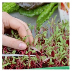 nasiona Microgreens Burak liściowy młode listki swikx20