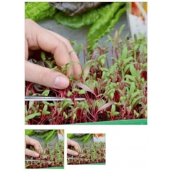 nasiona Microgreens Burak liściowy młode listki swikx20